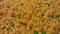 Gujarati Boondi, 1 Pound Gujarati Boondi, 1 Pound
