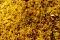 Agra Dal Moth, 11 Oz Pack