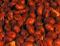 Spanish Fried Peanuts [Hot] / Spicy Indian Snack, 11 Oz Pack