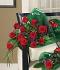 Roses for My Queen Roses for My Queen
