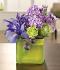 Iris Fantasy Iris Fantasy