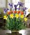 Salute to Spring