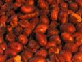 Spanish Fried Peanuts [Hot] / Spicy Indian Snack, 11 Oz Pack