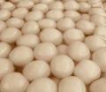 Bengali Rossogolla, 1 Pound