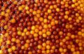 Angoori Jamun - Bite Size - New, 1 Pound Angoori Jamun - Bite Size - New, 1 Pound
