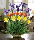 Salute to Spring
