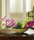 Oriental Dreams Oriental Dreams
