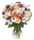 Daisy Delight Daisy Delight